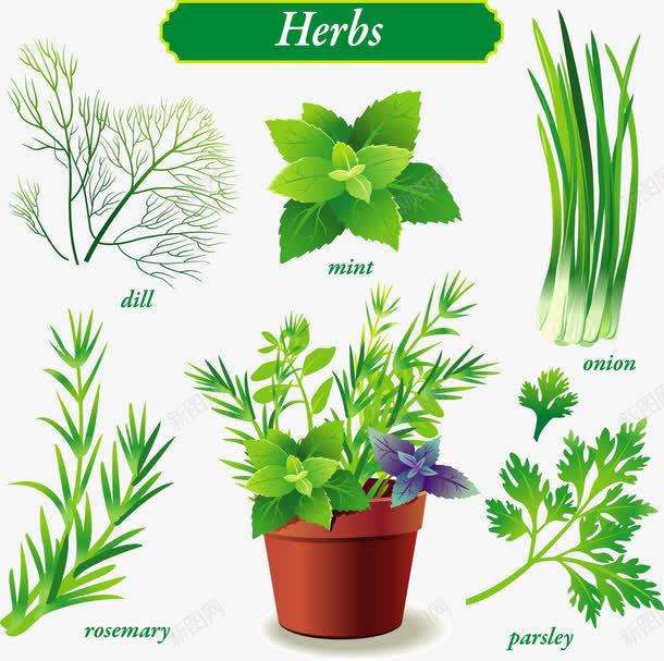 各种好看的叶子矢量图ai免抠素材_新图网 https://ixintu.com 水仙 盆菜 芹菜叶 薄荷 金鱼草 矢量图