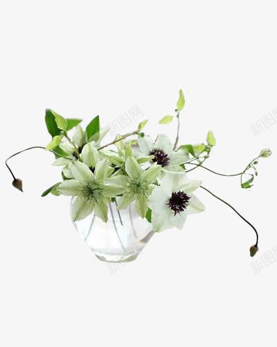 杯子里的花朵png免抠素材_新图网 https://ixintu.com 杯子 植物 淡雅 玻璃杯 素净 花卉