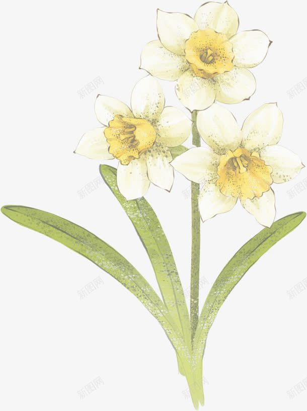 手绘白色唯美花朵水仙花png免抠素材_新图网 https://ixintu.com 水仙花 白色 花朵