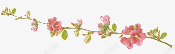 花png免抠素材_新图网 https://ixintu.com 一枝花 水彩花 装饰花