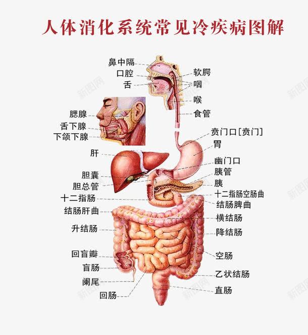 人体系统消化图png免抠素材_新图网 https://ixintu.com 中医 人体内脏器官 人体构造 人体构造图 人体系统消化图 内脏分部图 内脏图 医学图 十二 消化道 经络图 背部
