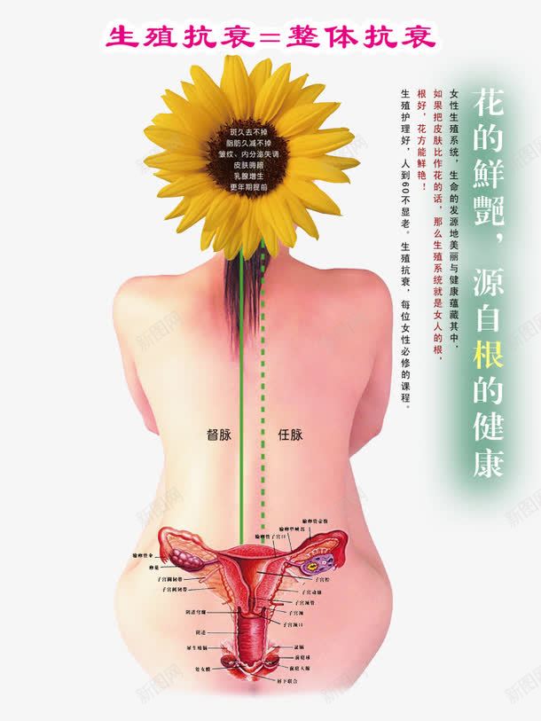 养生图png免抠素材_新图网 https://ixintu.com 养生图图片 十二 向日葵 商业金融插画 女人经络 女人背部 广告设计 生殖抗衰 经络图 背部 花的抗衰 设计