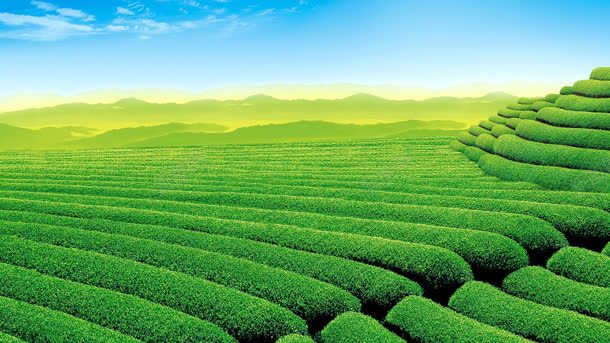 蓝天白云梦幻茶园jpg设计背景_新图网 https://ixintu.com 梦幻 白云 茶园 蓝天
