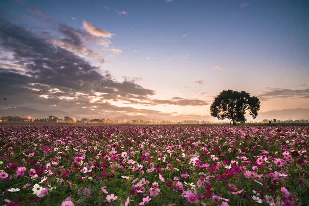 唯美黄昏下的花海jpg设计背景_新图网 https://ixintu.com 花海 黄昏
