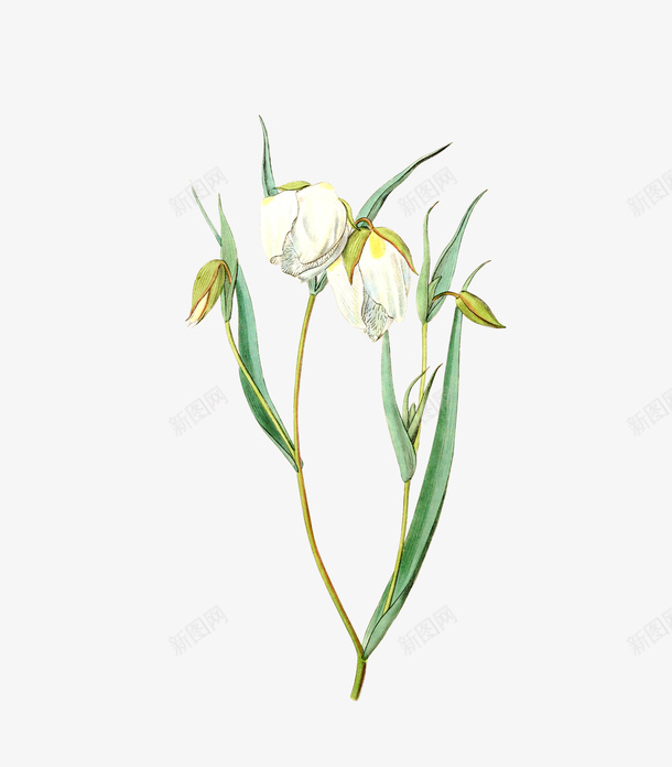 盛开的金银花png免抠素材_新图网 https://ixintu.com PNG图形 PNG装饰 绿叶 花朵 装饰 金银花
