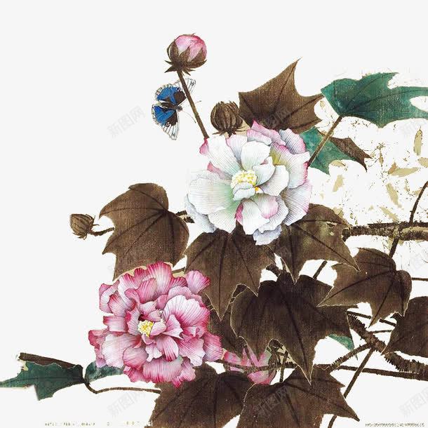 中国画木芙蓉花元素png免抠素材_新图网 https://ixintu.com 中国风 手绘 木芙蓉 装饰