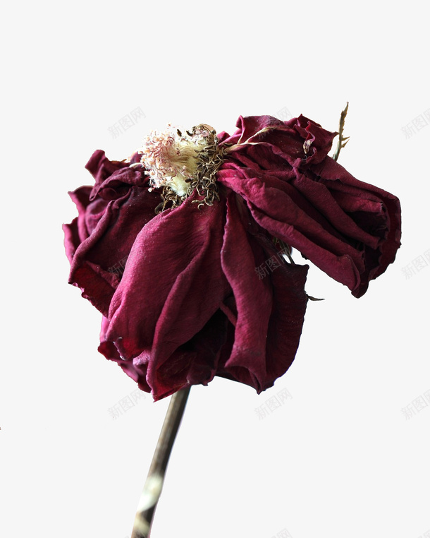 凋谢的玫瑰花花瓣png免抠素材_新图网 https://ixintu.com 凋谢的 凋谢的花 干枯 干枯的 干花 枯萎 植物 玫瑰花 美丽 花瓣