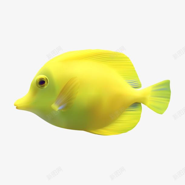 海底生物小鱼png免抠素材_新图网 https://ixintu.com 动物 小黄鱼 海洋 鱼类