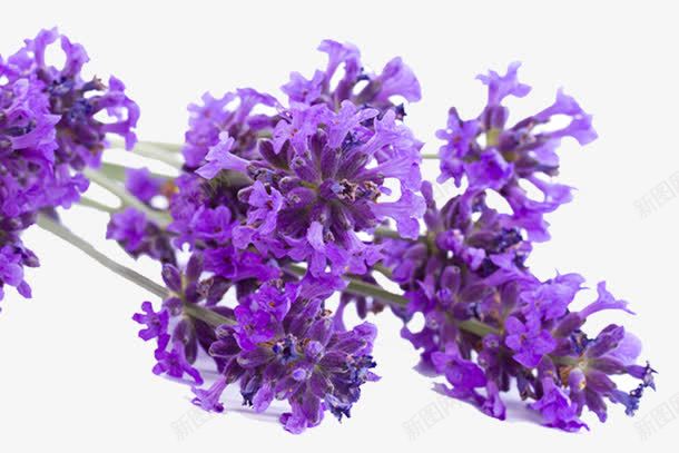 薰衣草特写png免抠素材_新图网 https://ixintu.com 微距 特写 薰衣草花瓣 鲜花
