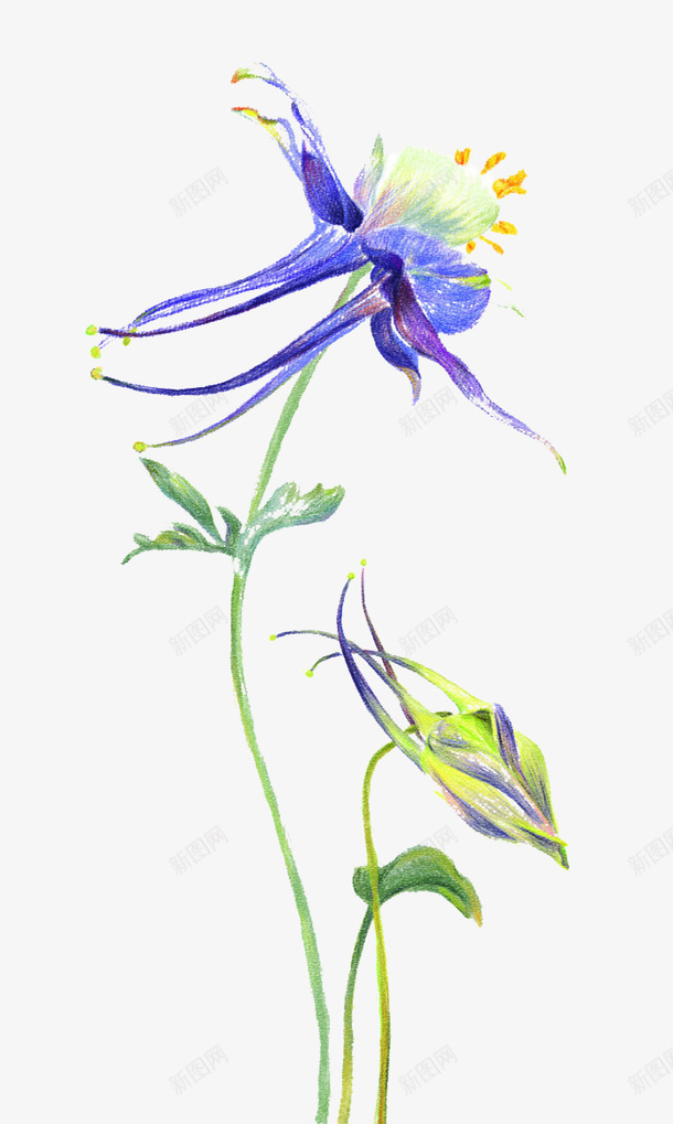 飞燕草的美丽png免抠素材_新图网 https://ixintu.com 植物 清新 绿叶 花卉 花朵 飞燕草