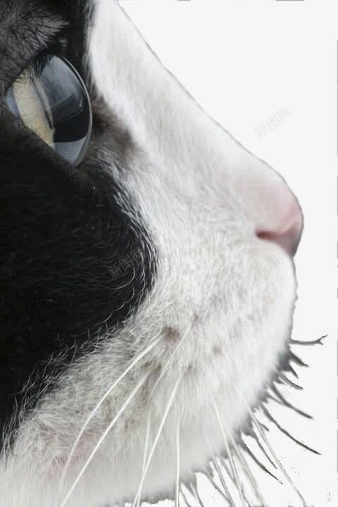 猫咪侧脸png免抠素材_新图网 https://ixintu.com 猫咪侧脸 猫咪感情 猫咪深情凝视 猫咪眼睛