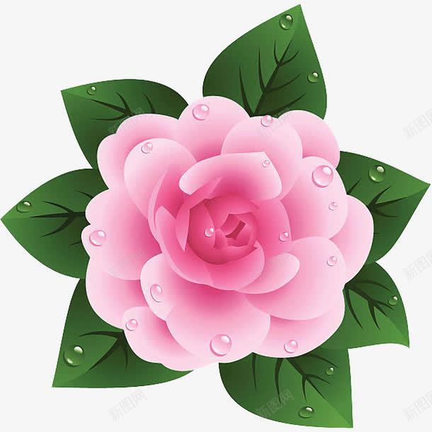 一朵粉色的布满水珠的山茶花插画png免抠素材_新图网 https://ixintu.com 一朵粉色的布满水珠的山茶花插画免抠免费下载 唯美 山茶花 插画 水珠 粉色 茶籽花 茶花 配图