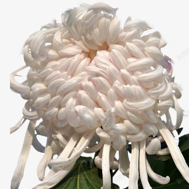 白色秋菊png免抠素材_新图网 https://ixintu.com 一枝独秀 含苞待放 秋菊 紫色秋菊 绿叶衬 高清摄影