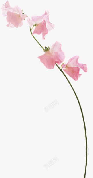 粉色花朵婚庆展厅png免抠素材_新图网 https://ixintu.com 婚庆 展厅 粉色 花朵