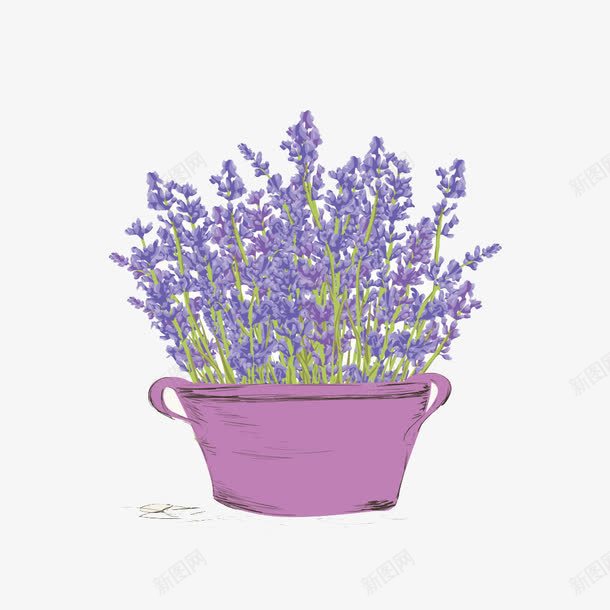 紫色花盆薰衣草png免抠素材_新图网 https://ixintu.com 素材 紫色 花盆 薰衣草 薰衣草花海