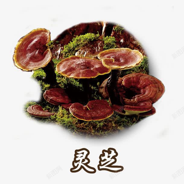 灵芝药材中药植物png免抠素材_新图网 https://ixintu.com 中草药 名贵药材 红灵芝 草本