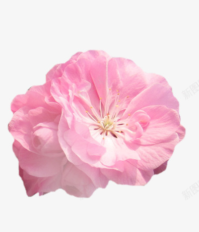 花卉专辑png免抠素材_新图网 https://ixintu.com 花卉 花朵