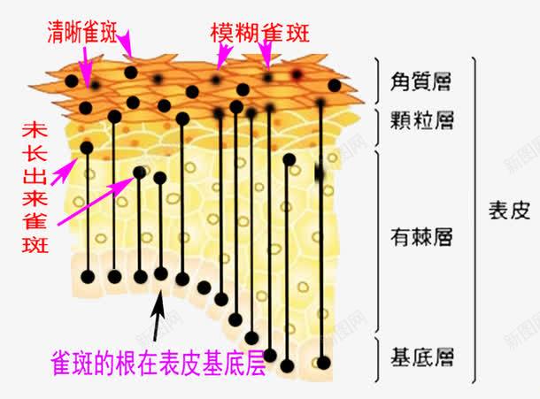 皮肤组织构成png免抠素材_新图网 https://ixintu.com 日常生活常识 生物学 皮肤成分 皮肤组织