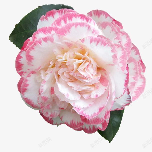 一朵唯美盛开的粉白山茶花png免抠素材_新图网 https://ixintu.com 唯美 山茶花 浪漫 粉白色 花卉 花朵 茶籽花 设计 配图