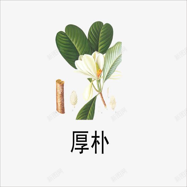 厚朴png免抠素材_新图网 https://ixintu.com 中药 本草纲目 草药 药材