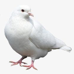 和平鸽飞鸽白色和平鸽素材
