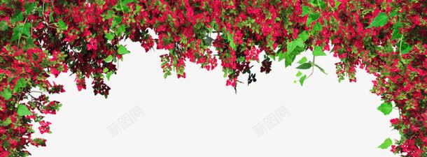 花墙png免抠素材_新图网 https://ixintu.com 红色 艳丽 装饰 鲜花