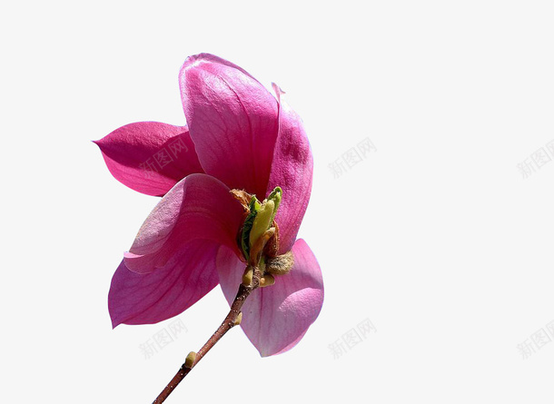 娇媚特写观赏白玉兰花儿png免抠素材_新图网 https://ixintu.com 大气 枝头 秀美 繁茂 红玉兰 绿叶 花卉 花苞 鲜艳