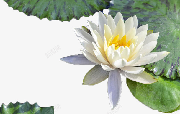 绽放白色睡莲带叶子png免抠素材_新图网 https://ixintu.com 池塘 白睡莲 白色 白莲 睡莲 荷花荷叶满池塘 花卉之荷花 花蕊 荷叶 荷花 莲叶 莲花 黄色花蕊