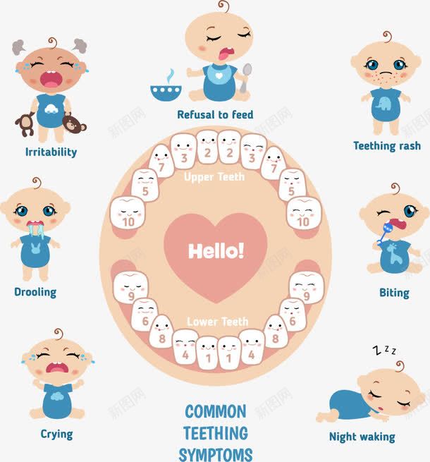 卡通婴儿牙齿牙科保护注解png免抠素材_新图网 https://ixintu.com 可爱牙齿 婴儿 教育图示 牙齿修护卡通图