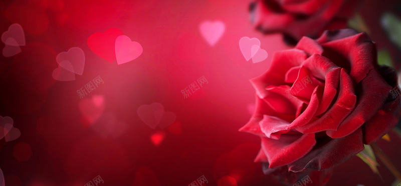 爱情情人节红色玫瑰浪漫花瓣背景bannerjpg设计背景_新图网 https://ixintu.com banner 三八节 女王节 女神节 妇女节 情人节 梦幻 浪漫 海报banner 爱情 玫瑰 红色 背景 花瓣 鲜花速递