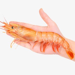 手捧大虾png免抠素材_新图网 https://ixintu.com 大虾 手模 海鲜 美味 美食 虾干
