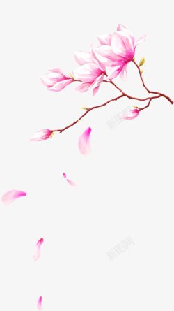 粉色手绘玉兰花树枝装饰图案素材