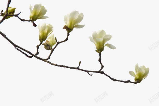 玉兰花开png免抠素材_新图网 https://ixintu.com 广玉兰 植物 玉兰 素材 花卉