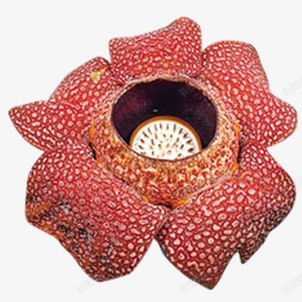 一朵霸王花png免抠素材_新图网 https://ixintu.com 五个花瓣 亚马逊河 原始植物 味道很臭 大王花 形态娇艳 深红色的 花似日轮 霸王花 靠苍蝇传粉 食人花PNG 黄色的点