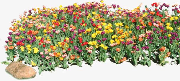 繁花盛开png免抠素材_新图网 https://ixintu.com 五彩 缤纷 美丽 花朵