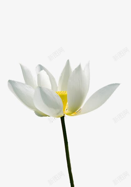 白色荷花png免抠素材_新图网 https://ixintu.com 夏天 抠图 无人 淡雅 清新 灰色背景 白色 盛开 绿色 自然 花朵 荷叶 荷花 莲花 莲蓬