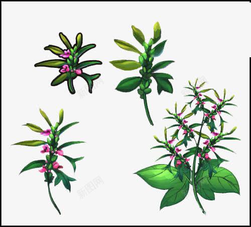 手绘艾叶叶子png免抠素材_新图网 https://ixintu.com 手绘植物 绿色植物 绿色艾叶叶子 艾叶 药材 药材素材