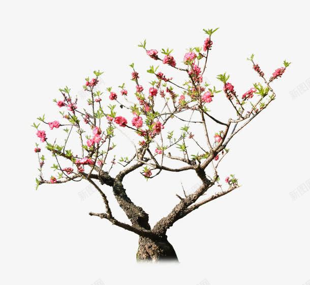 桃花树png免抠素材_新图网 https://ixintu.com 树木 桃花 桃花树 盛开 花朵