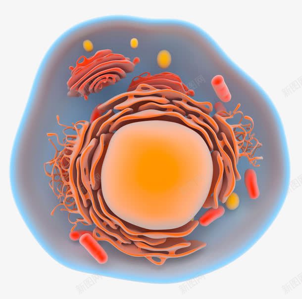 细胞器官立体插画png免抠素材_新图网 https://ixintu.com 彩色 有机生物 橘色 橙色 电脑制图 真核细胞 细胞 细胞器官立体插画