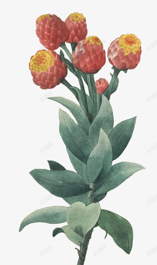 老式手绘鲜花花卉75png免抠素材_新图网 https://ixintu.com 手绘 老式 高清 鲜花