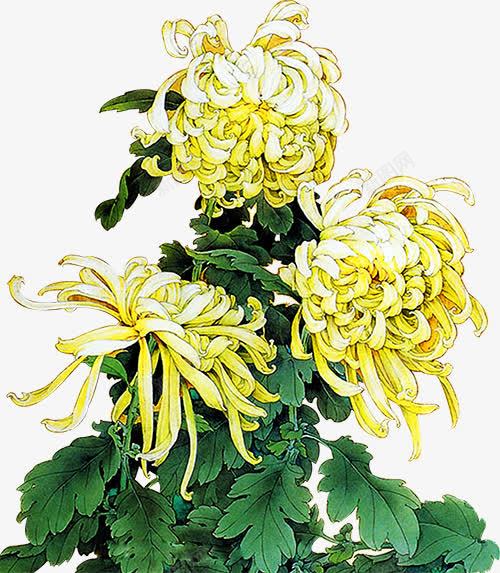 菊花png免抠素材_新图网 https://ixintu.com 网页花卉工笔画