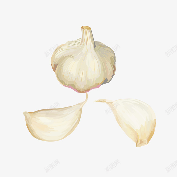 手绘卡通食材矢量图ai免抠素材_新图网 https://ixintu.com 大蒜 大蒜设计 紫皮大蒜 蒜米 蒜米设计 食材 食材设计 食物设计 矢量图