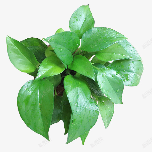 带着水滴的绿萝png免抠素材_新图网 https://ixintu.com 植物 盆栽 绿叶 绿萝