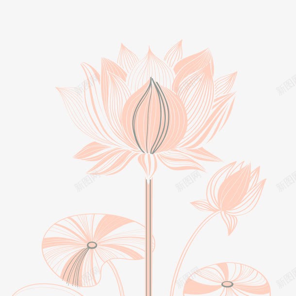 创意线描荷花png免抠素材_新图网 https://ixintu.com 中国风 粉丝荷花 线描创意荷花