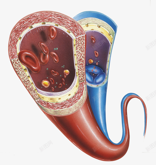 血管脉络横断面插画png免抠素材_新图网 https://ixintu.com 健康 医疗 循环系统 生物 生物学 生理 血管脉络横断面插画 血细胞 身体