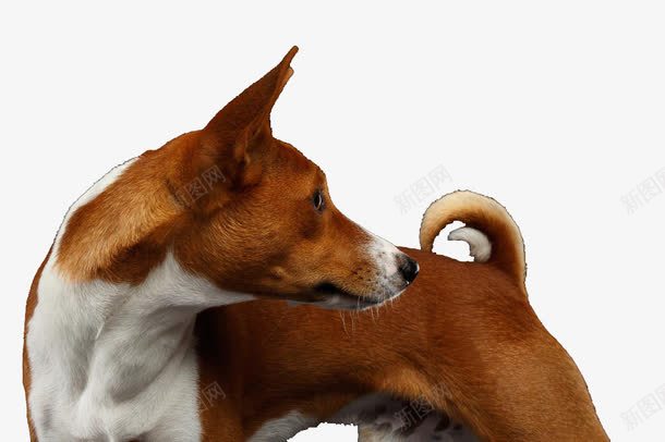 回头的黄土狗png免抠素材_新图网 https://ixintu.com 中华田园犬 土黄色 狗狗 翘尾巴