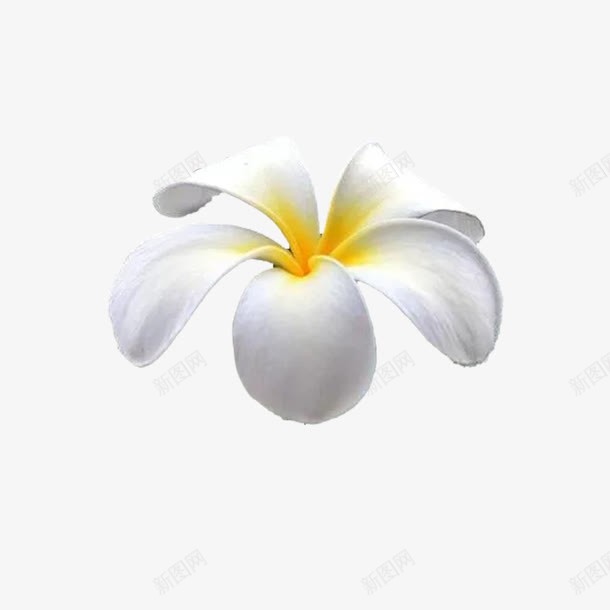 夏威夷鸡蛋花png免抠素材_新图网 https://ixintu.com 夏天 夏威夷 夏威夷花 热带 纯洁 绽放 花瓣 鸡蛋花 黄色花蕊