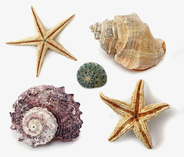 海底生物大集合png免抠素材_新图网 https://ixintu.com 扇贝 海星 海螺 石头