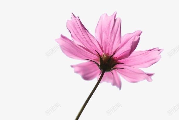 粉色格桑花png免抠素材_新图网 https://ixintu.com 格桑花 粉色 花卉 花朵