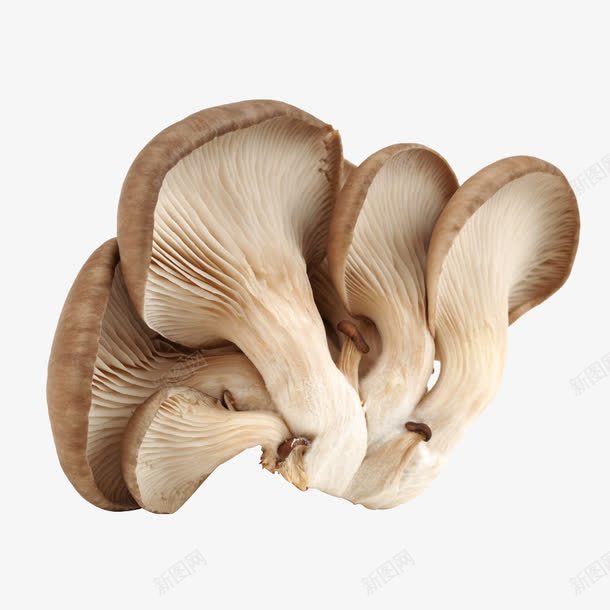 一把新鲜的平菇png免抠素材_新图网 https://ixintu.com 侧耳 糙皮侧耳 蚝菇 黑牡丹菇